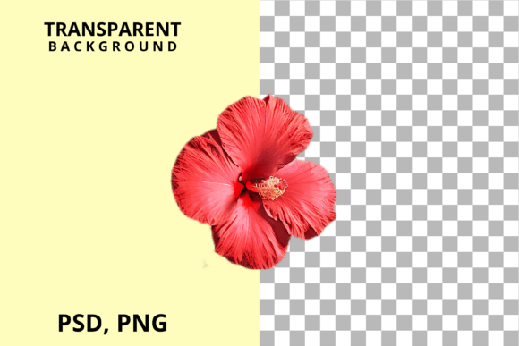 Download Red Hibiscus Flower PNG - Flower Collection