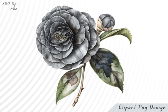 Download Black Camellia Flower PNG Clipart - Flower Collection