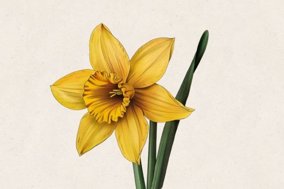 Download Yellow Daffodil Flower PNG - Flower Collection