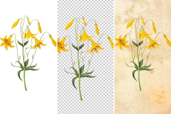 Download Wild Yellow Flower Clipart - Flower Collection