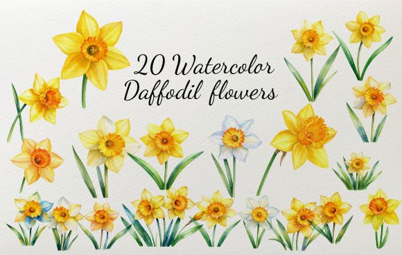Download 20 Watercolor Daffodil Flowers - Flower Collection