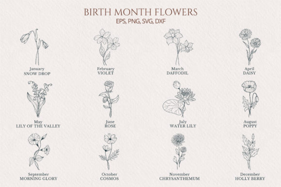 Download Hand Drawn Birth Month Flower Collection - Flower Collection