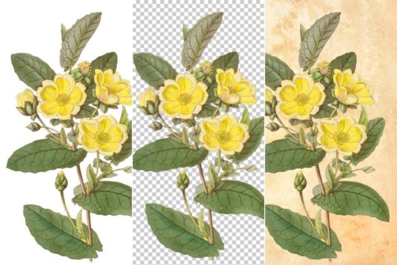 Download Wild Yellow Flower Clipart - Flower Collection