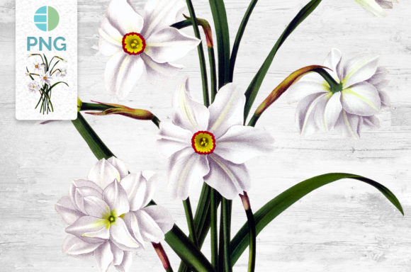 Download Daffodil Clipart Flower - Flower Collection