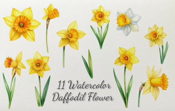 Download 11 Watercolor Daffodil Flower - Flower Collection