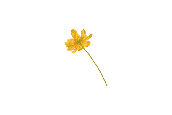 Download The Yellow Helenium Flower Illustration - Flower Collection