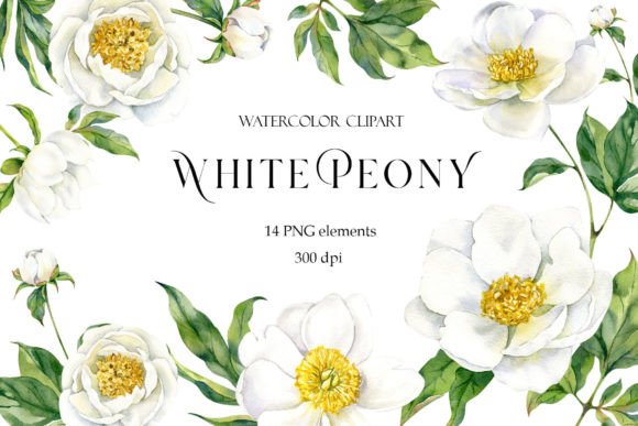 Download Peony Watercolor Clipart, White Flowers - Flower Collection