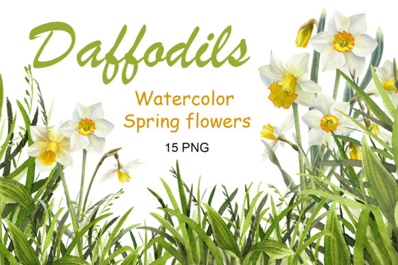 Download Watercolor Daffodil Flower Clipart - Flower Collection