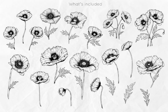 Download Poppy Flowers Line Art SVG - Flower Collection