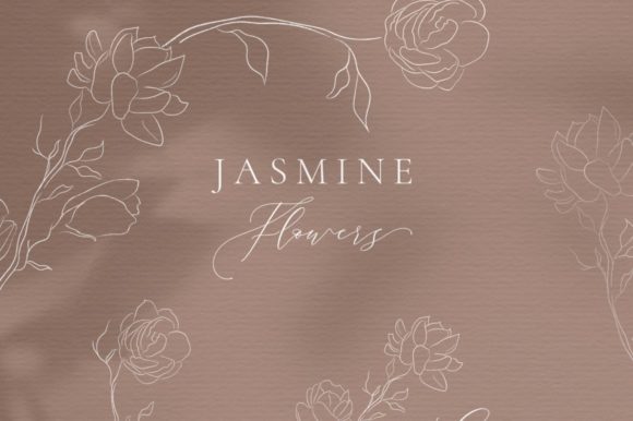 Download Line Drawing Jasmine Flower Illustration - Flower Collection