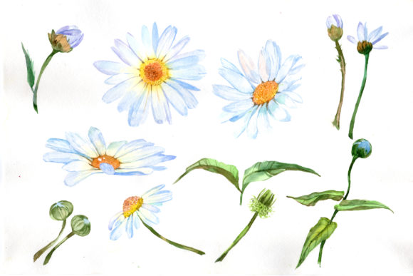 Download White Daisy Watercolor Flower Set - Flower Collection