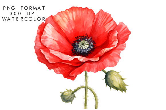 Download Watercolor Poppy Flower Clipart - Flower Collection