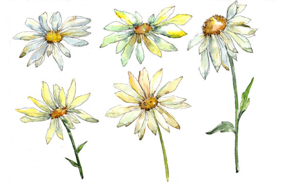 Download Fine Wildflower Daisy Watercolor Set - Flower Collection