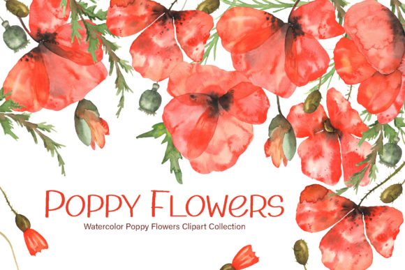 Download Watercolor Poppy Flowers Collection - Flower Collection