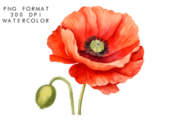 Download Watercolor Poppy Flower Clipart - Flower Collection