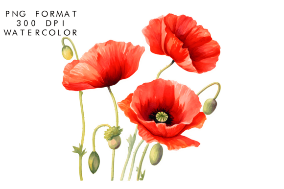 Download Watercolor Poppy Flower Clipart - Flower Collection