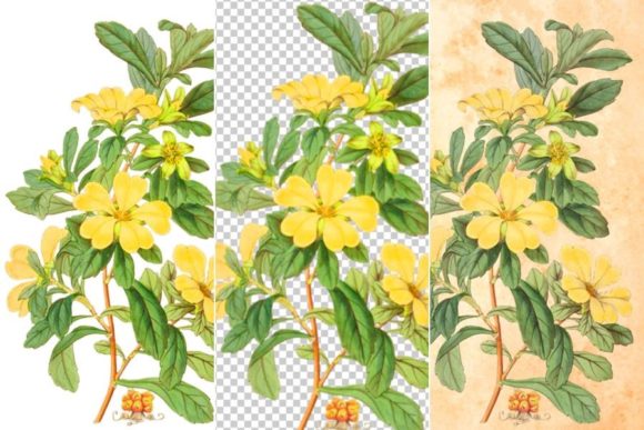 Download Yellow Flower Clipart "Condollea" - Flower Collection